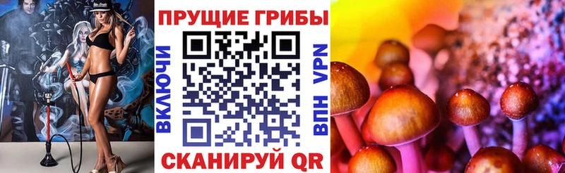Купить где Будённовск Псилоцибиновые грибы Psilocybe
